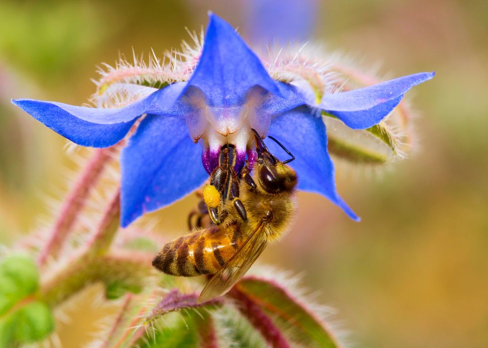 Floral Preferences What Flowers Do Bees Go Absolutely BuzzCrazy For