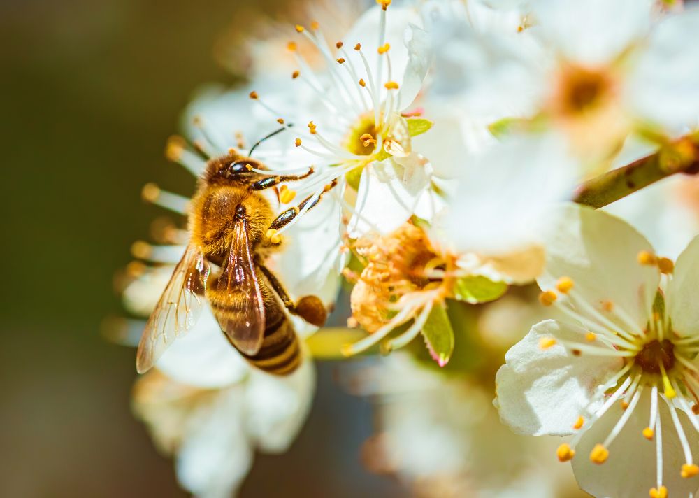 Floral Preferences What Flowers Do Bees Go Absolutely BuzzCrazy For
