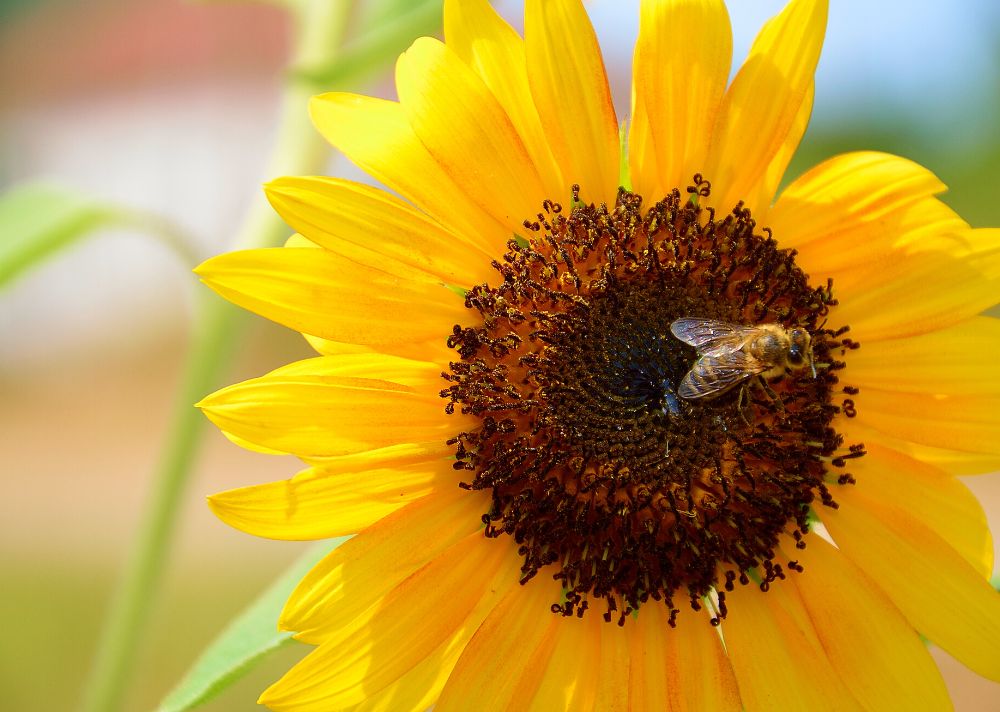 Floral Preferences What Flowers Do Bees Go Absolutely BuzzCrazy For